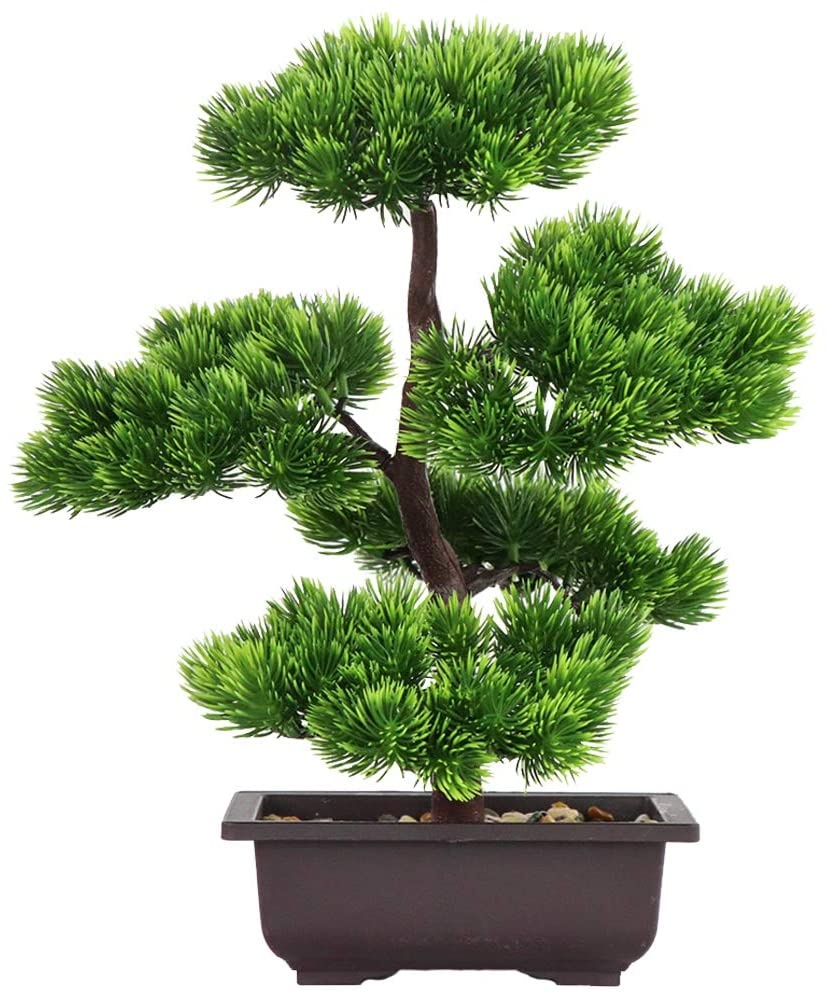 Japanese Pine Bonsai Plant for - огляд і ціна Japanese Garden Bonsai