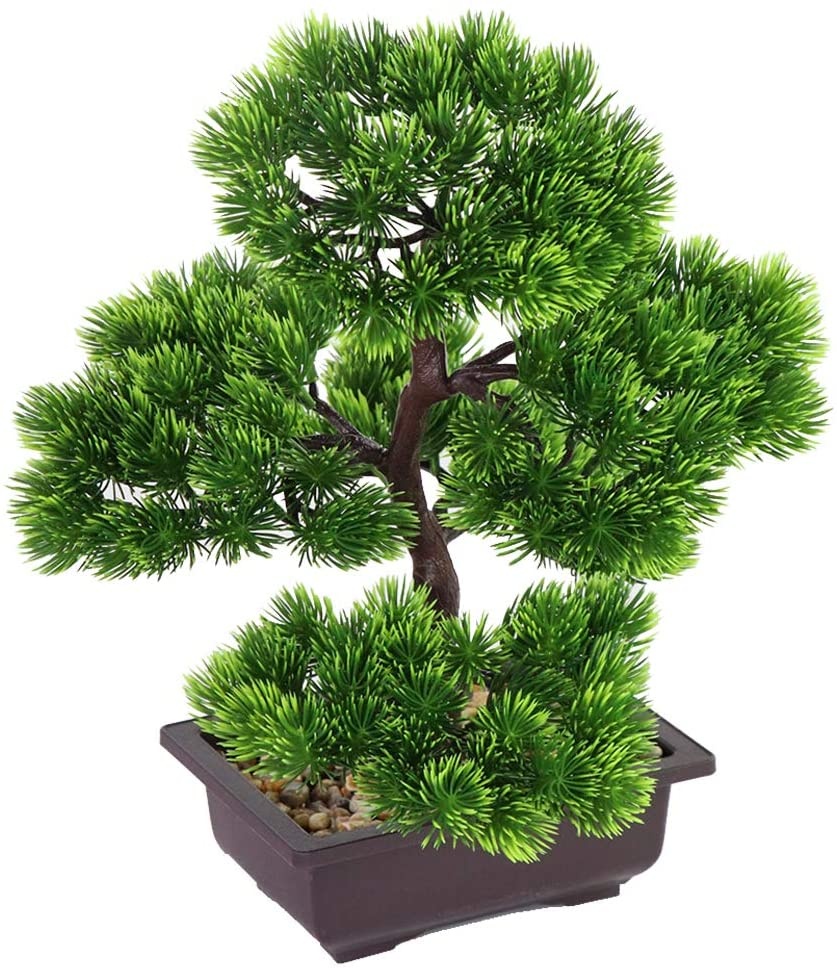 Japanese Pine Bonsai Plant for - огляд і ціна Japanese Garden Bonsai