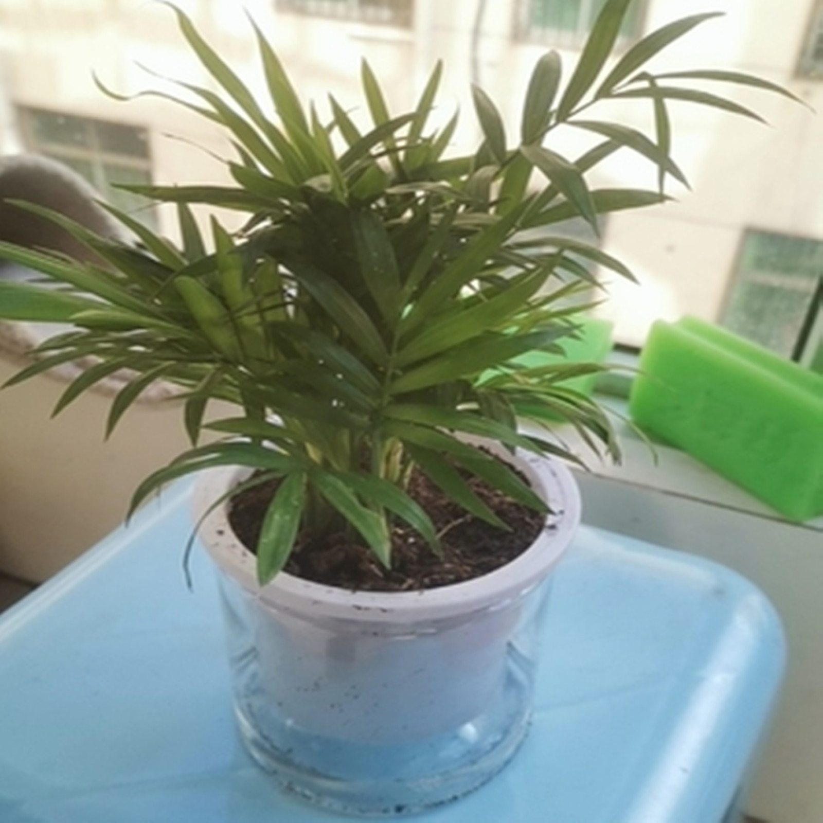 Self Watering Planter Pots Min - огляд і ціна Japanese Garden Bonsai