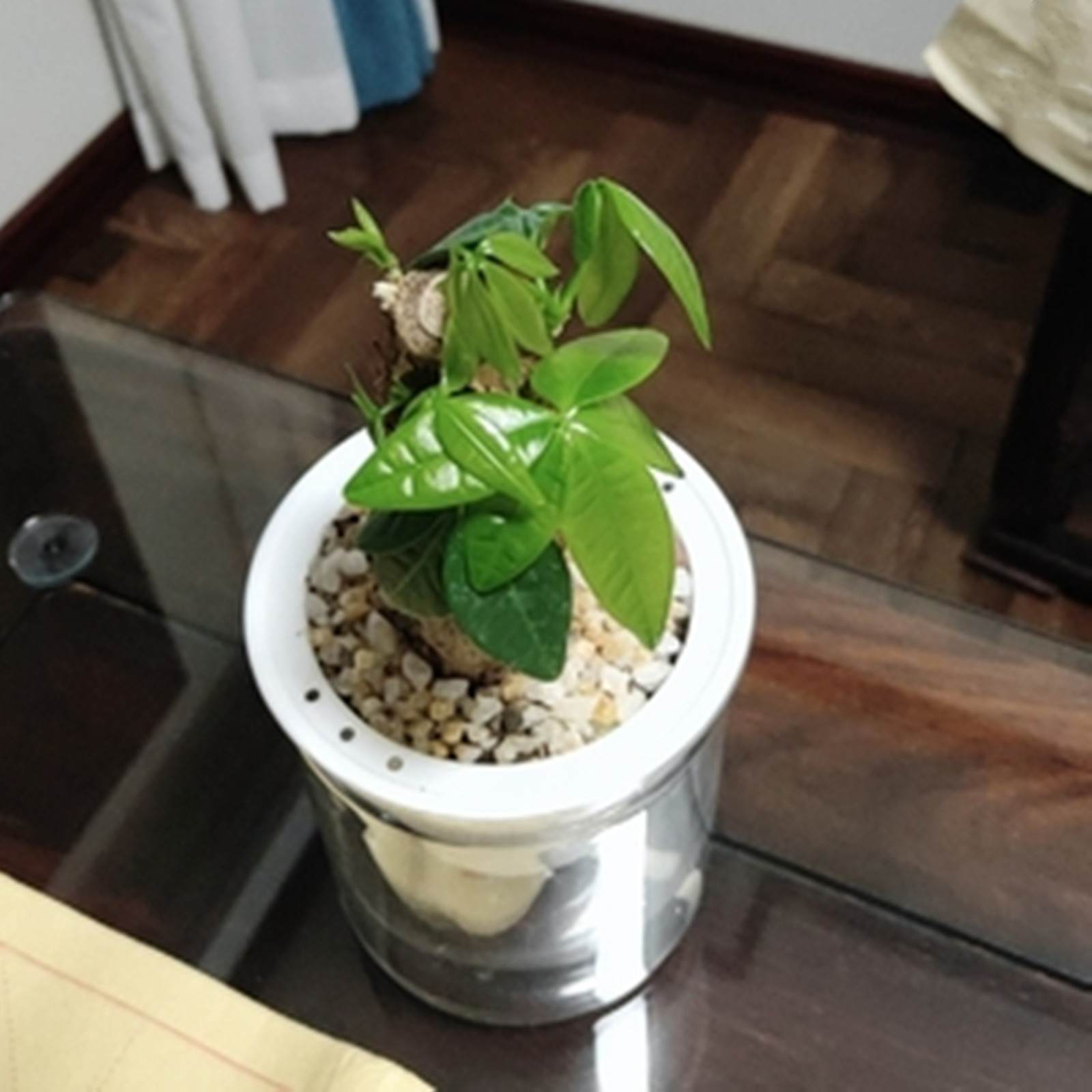 Self Watering Planter Pots Min - огляд і ціна Japanese Garden Bonsai
