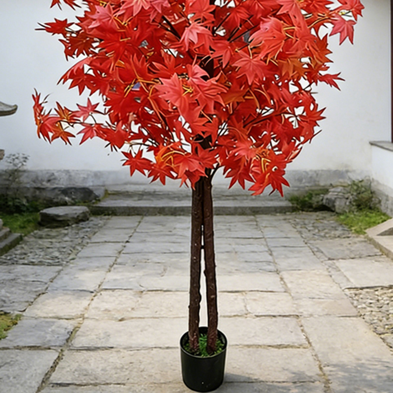 Maple Tree for Home and Garden - огляд і ціна Japanese Garden Bonsai
